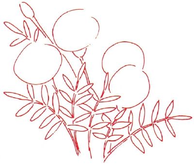 1. Outline - How to Draw a Marigold | HowStuffWorks How To Draw Marigolds Step By Step, How To Draw A Marigold Step By Step, How To Draw A Marigold, How To Draw Marigolds, Marigolds Drawing, Draw A Poinsettia, Marigold Drawing, Draw A Daisy, Sketching Lessons