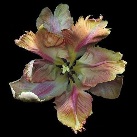 https://flic.kr/p/LRtDwV | Blaze | Parrot tulip  My flowers are scanned at high resolution then digitally painted to enhance the finest details often invisible to the naked eye. A large printed piece can take several hundred hours to complete. www.katescottstudio.com   Follow me on Facebook and Instagram Parrot Tulip, Flowers Black Background, Photo Macro, Parrot Tulips, Flower Icons, Aesthetic Flower, Nothing But Flowers, Flower Therapy, Pretty Plants