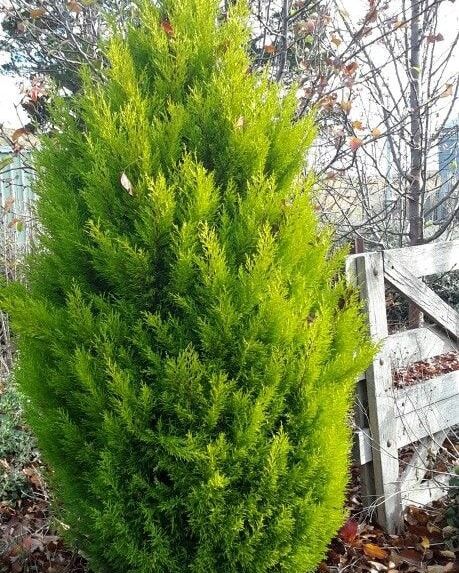 LEMON CYPRESS Add Freshness and Elegance with Lemon Cypress! Lemon Cypress trees are elegant and fragrant, perfect for enhancing the beauty of any garden. ✅ Ideal for hedges, topiary, containers, and adding a delightful lemon scent to your space. ✅ Known for its bright yellow foliage and lemony fragrance, Lemon Cypress thrives in sunny locations with well-drained soil. ✅ Price: ksh. 500 to ksh. 1500 ✅ Call/Whatsapp: 0721577998 #flowerland #landscaping #plants #flowers #eldoret #lemoncypress... Cupressus Macrocarpa, Lemon Garden, Lemon Cypress, Monterey Cypress, Lemon Scent, Planting Shrubs, Plant Tree, Backyard Inspiration, Cypress Trees