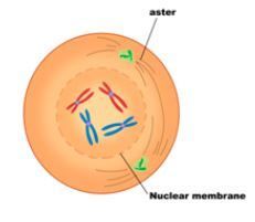 Writing, Botany, Nuclear Membrane, Cell Cycle, Plant Cell, Cell Wall