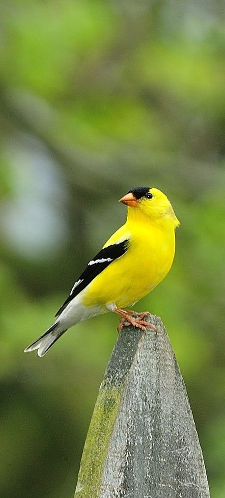 Australia Birds, American Goldfinch, Canary Birds, Flying Flowers, Bird Hunting, Animal Jam, Australian Birds, Larry Bird, Goldfinch