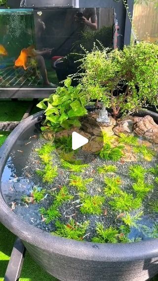 Home Stylista on Instagram: "Creation this pond 💦 

#aquariums #aquarium #aquariumhobby #fishtank #aquascape #fish #aquariumfish #aquariumlife #aquariumsofinstagram #aquascaping #freshwateraquarium #fishkeeping #plantedtank #tropicalfish #plantedaquarium #cichlids #natureaquarium #freshwaterfish #freshwatertank #aquascaper #freshwater #cichlid #reef #aquariumplants #aquariumfans #nature #bettafish #aquaticplants #aquariumtank #fishkeeper" Bonsai Tree Care, Nature Aquarium, Fresh Water Tank, Tree Care, Aquascaping, Freshwater Aquarium, Aquatic Plants, Planted Aquarium, Freshwater Fish