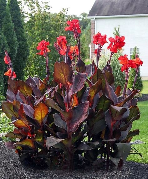 Canna Lily Landscaping, Canna Lillies, Red Flowers Garden, Canna Lilies, Pool Plants, Longfield Gardens, Tropical Landscape Design, Plant Bulbs, Florida Landscaping