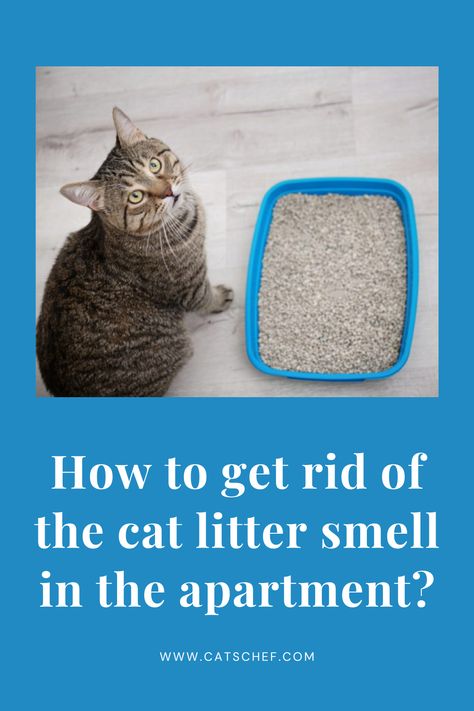 If you want to avoid getting into any more embarrassing situations, you need to know how to get rid of the cat litter smell in the apartment, ASAP. Let’s face it – other than being in a humiliating situation in front of your guests, no one likes to live with that stench. #catschef #cat #cats #kitten #kittens #catlover #catlovers #catlife #catoftheday #meow #pets #cute #love #animals #animallovers #kitty #kittycat #persiancat #mainecoon #ragdollcat #siberiancat #bengalcat #siamesecat Cat Litter Smell, Cat Liter, Litter Box Smell, Best Litter Box, Room Deodorizer, Cleaning Litter Box, Smelly Cat, Cat Odor, Cat Care Tips