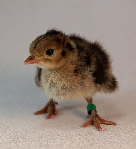 Baby Turkey, Bird Types, Cute Birds, Beautiful Creatures, Baby Animals, Birds, Cute Animals, Drawings, Animals