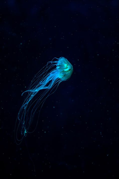 Animals That Glow In The Dark, Glow In The Dark Sea Creatures, Jellyfish Glow In The Dark, Glow In The Dark Pictures, Glowing Jellyfish Painting, Bioluminescence Jellyfish, Creepy Jellyfish, Jellyfish Black Background, Ocean Phone Theme