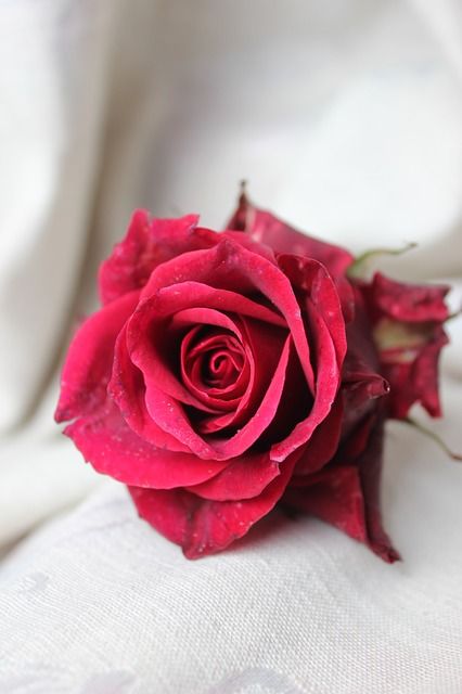 Free Image on Pixabay - Rose, Flower, Plant Love Rose Flower, Red Roses Wallpaper, Rose Flower Wallpaper, Beautiful Flowers Photography, Beautiful Red Roses, Roses Drawing, Rare Flowers, Beautiful Flowers Wallpapers, Beautiful Flower Arrangements