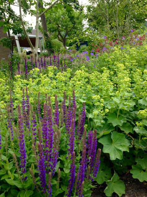 Salvia en Vrouwenmantel Salvia Amistad Combination, Salvia Border, Sunny Backyard, Country Backyard, Country Backyards, Planting Combinations, Sunny Garden, Plant Combinations, Garden Photos