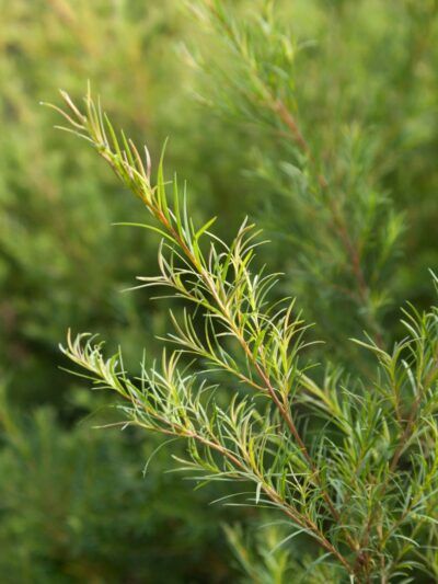 Tea Tree Oil Benefits, Tea Tree Oil Face, Tattoo Plant, Australian Tea Tree, Melaleuca Alternifolia, Tree Care, Tea Tree Essential Oil, Plant Sale, Tree Oil