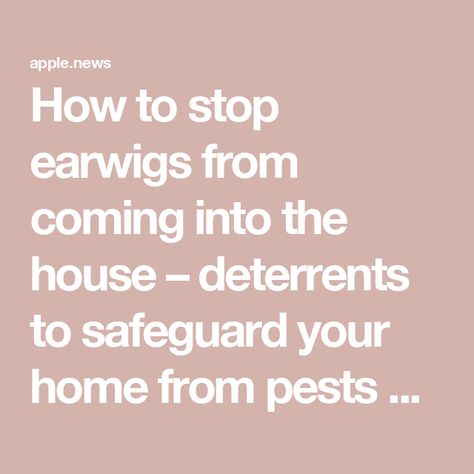 How to stop earwigs from coming into the house – deterrents to safeguard your home from pests — Homes & Gardens Earwigs In House, Bug Spray For Plants, Earwigs, Bug Spray, Gardening Ideas, The House, Spray, Home And Garden, Make Your