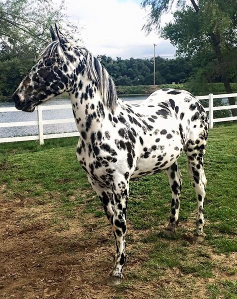 Mystic Warrior, Leopard Appaloosa, Horse Markings, Dog Obedience Training, Dream Horse, Appaloosa Horses, Friesian Horse, Obedience Training, Cute Horses