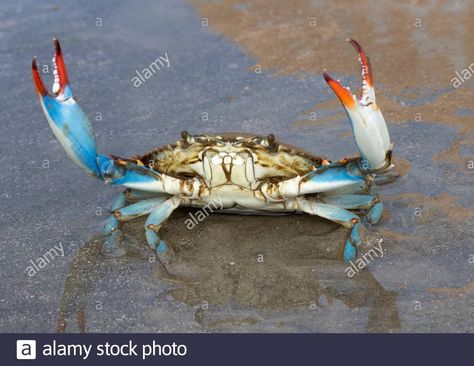 Halloween Crab, Crab Species, Fiddler Crab, Coconut Crab, Ocean Plants, Maryland Blue Crab, Mantis Shrimp, Mangrove Swamp, Fish For Sale