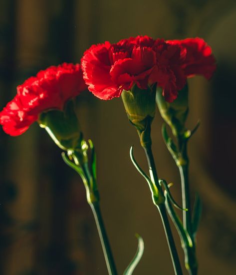 Red Carnations Spanish Flowers, Dianthus Caryophyllus, Carnation Flowers, Flower Identification, Flowers In Bloom, Flower Close Up, Red Carnation, Red Plants, Flower Guide