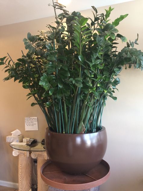 Saw this plant at a nail salon, I have a couple zz plants at home, I want mine to get this big! Big Plants Small Apartment, Large Zz Plant, Nasa Approved Indoor Plants, Zz Plant Decor, Large Aloe Vera Plant Indoor, Zz Plants Houseplant, Zz Plants, Houseplants Decor, Zamioculcas Zamiifolia