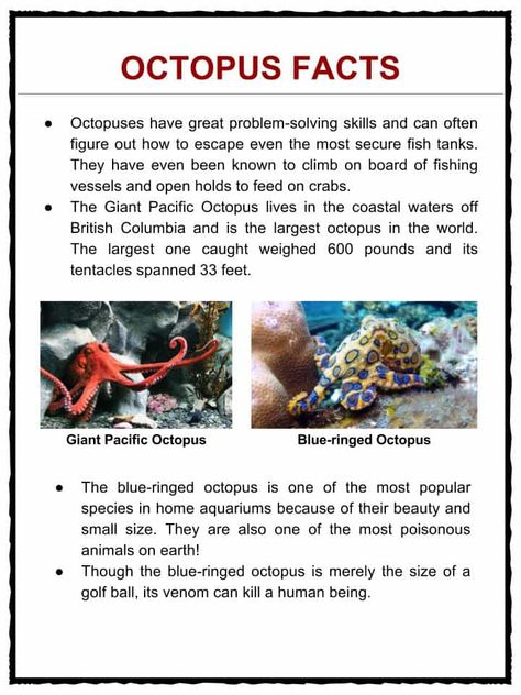 Facts About Octopus, Octopus For Kids, Octopus Facts, Ocean Art Projects, Animal Facts For Kids, Giant Pacific Octopus, Early Childhood Education Activities, Ocean Theme Preschool, Apple Lessons