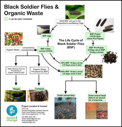 Black Soldier Flies (BSF): Great Business Opportunity and a Perfect Solution to Organic Waste Problem – Waste4Change Rotting Food, Grafting Plants, Black Soldier, Black Soldier Fly, Livestock Feed, Organic Waste, Nursing Process, Black Fly, Worm Composting