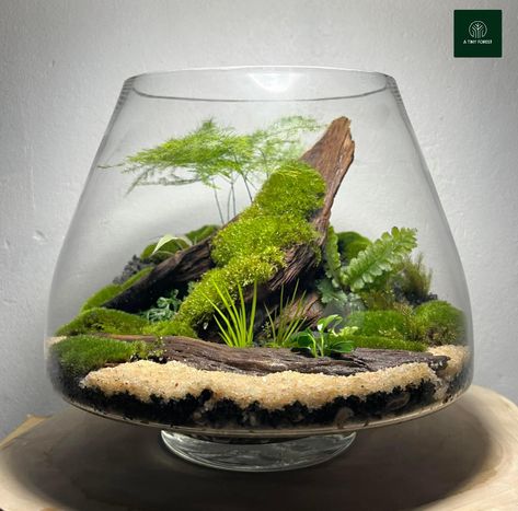 Closed Terrarium Ideas, Closed Terrarium, Nature Tank, Terrarium Ideas, Beautiful Terrariums, Terrarium Diy, Garden Terrarium, Vivarium, House Plants Indoor