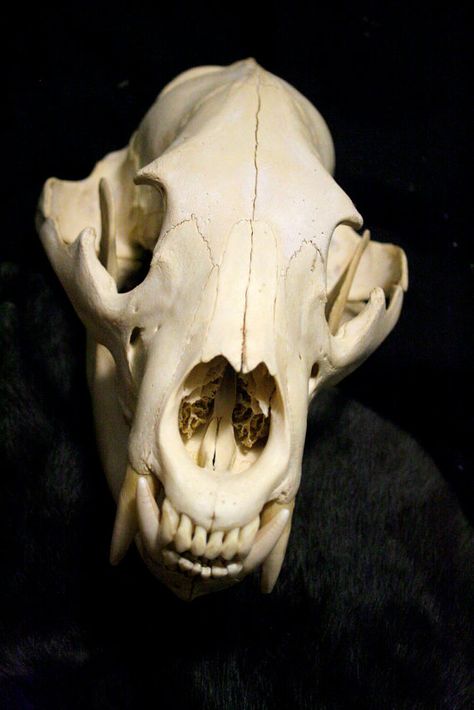 Storage Auction Find.  This bear skull was found in a unit with lots of First Nation items. Muntjac Deer, Taxidermy Oddities, Bear Skull, Skull Reference, Animal Skeletons, Animal Teeth, Animal Skull, Vulture Culture, Skeleton Bones