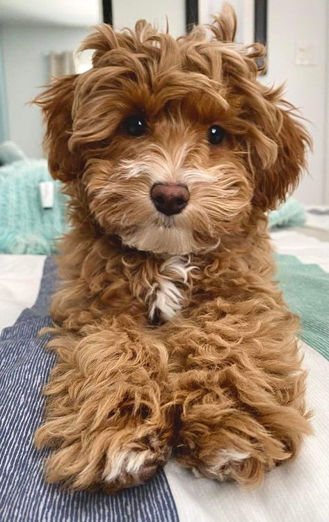 WELCOME TO RIVER EDGE CAVAPOOS - River’s Edge Cavapoos Cavapoo Dogs, Mixed Breed Puppies, Labradoodle Goldendoodle, Cavapoo Puppies For Sale, Puppy Mom, Teddy Bear Dog, Cavapoo Puppies, River Edge, Cute Cats And Dogs