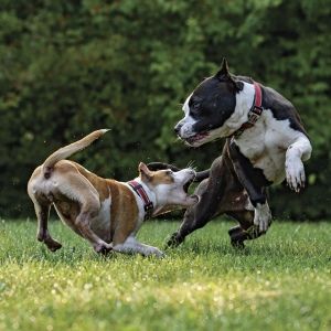 Pitbull Attacks, Dog Attack, Dog Poses, Pitbull Puppy, Dog Facts, Aggressive Dog, Pit Bull Love, Bully Breeds, Beloved Dog