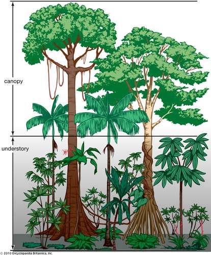 Tropical rainforest - Population and community development and structure | Britannica Rainforest Ecosystem, Rainforest Trees, Rainforest Plants, Jungle Tree, Forest Drawing, Tropical Tree, Tall Trees, Amazon Rainforest, Tropical Forest