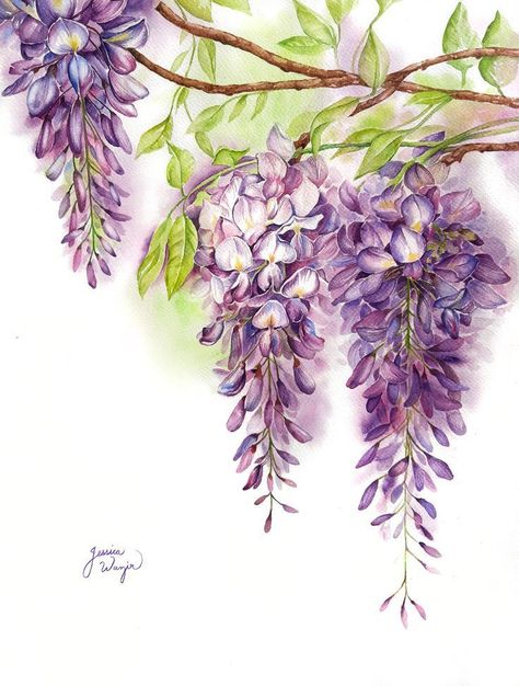 Vine Watercolor Paintings, Purple Wisteria Tattoo, Spring Watercolour Painting, Wisteria Tree Drawing, Wisteria Tree Painting, Watercolour Wisteria, Wisteria Illustration, Wisteria Drawing, Wisteria Tattoo