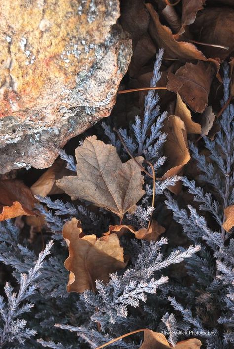 Blue Autumn Aesthetic, Brown Blue Aesthetic, Blue Brown Aesthetic, Day And Night Song, Songs Photo, Blue And Earth Tones, Helen Allingham, November Hello, Dead Leaves