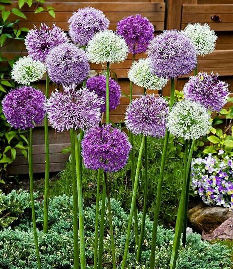 #colour #design #graphicdesign Allium Flowers, Best Perennials, Purple Garden, Have Inspiration, Bonsai Plants, Colour Design, Bulb Flowers, Flowers Perennials, Garden Cottage