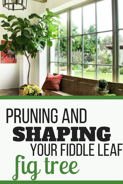 How to prune and shape your Fiddle Leaf Fig Tree. Learn how best to shape your Fiddle Leaf Fig Tree so it is growing tall and straight. #fiddleleaffig #gardening #houseplant Tall Fiddle Leaf Fig Tree, Pruning Fiddle Leaf Fig Tree, Indoor Fiddle Leaf Tree, Pruning Fiddle Leaf Fig, Indoor Fig Trees, Fiddle Leaf Fig Care, Fiddle Fig Tree, Fiddle Leaf Fig Plant, Fiddle Tree