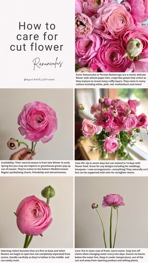 Some facts and tips about Ranunculus and how to care for them. Ranunculus Vase Arrangement, Ranculus Flowers Care, Ranunculus Flower Arrangements, Renuculas Bouquet, Ranunculus Vase, Ripping Up Carpet, Flower Ranunculus, Ranunculus Arrangement, Persian Buttercup