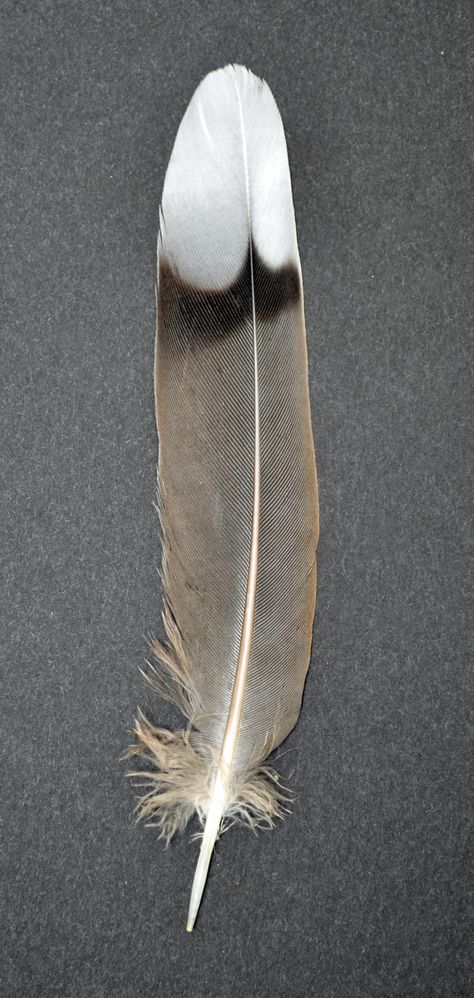 Bird Feathers Aesthetic, Feathers Aesthetic, Feather Display, Owl Feather Tattoos, Feather Identification, Aesthetic Generator, Feather Photo, Finding Feathers, Hawk Feathers