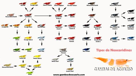 Fish Infographic, Pet Shrimp, 10 Gallon Fish Tank, Freshwater Shrimp, Red Cherry Shrimp, Biotope Aquarium, Aquarium Shrimp, Cherry Shrimp, Tropical Fish Aquarium