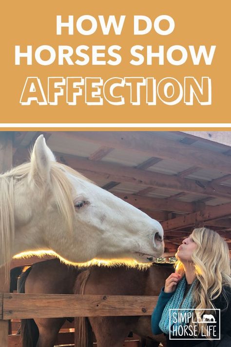 Horses Body Language, Horse Behavior Signs, Daily Horse Care Routine, Horse Personality Types, Owning A Horse For The First Time, How To Bond With Your Horse, Horse Care For Beginners, Leading A Horse, Horse Body Language