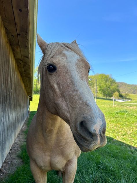 Dapple Palomino Horse, Palomino Horse Jumping, Horse Spring, Novel Aesthetic, Palomino Horses, Palomino Horse, Horse Inspiration, Horse Things