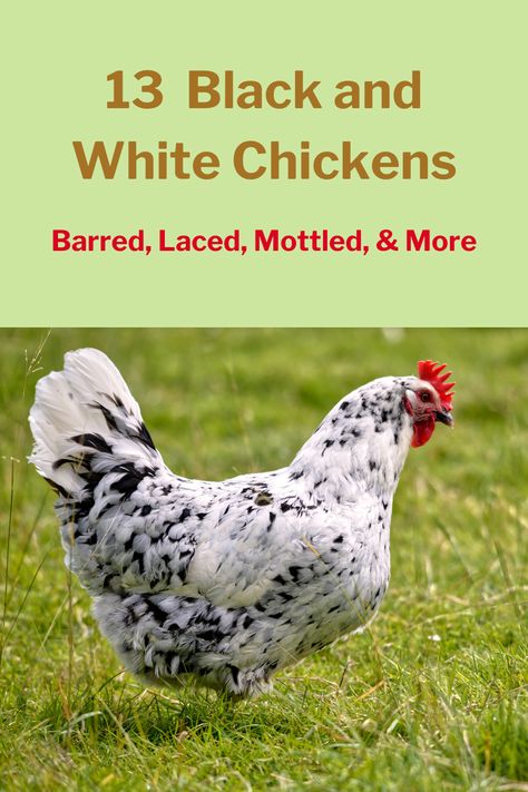 The most attractive chickens available in the market today feature black-and-white patterns like the ones on this list. Mystic Onyx Chicken, White Chicken Breeds, Black And White Chicken, Chicken Bar, Black And White Chickens, Wyandotte Chicken, White Hen, Polish Chicken, Bantam Chickens