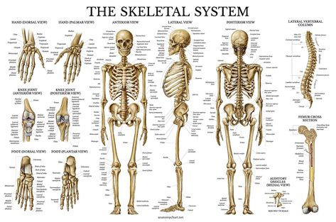 The entire bony frame of the human body is called the skeleton which consists of brain, head, spinal cord, bones, tendons, sheaths, cartilages which support and aid in the mobility of different bones, totaling 206 bones. The spinal cord consists of the following vertebrae consisting of. (i) 7 neck bones, 12 upper back and mid-back bones (ii) and 5 low back, including sacrum and tail-bones. All are interconnected, supporting each other. Without the spine the body cannot stand erect, nor can it pe Spinal Nerves Anatomy, Skeleton System, Nerve Anatomy, Human Skeleton Anatomy, The Skeletal System, Anatomy Poster, Skeleton Anatomy, Skeletal System, Human Skeleton