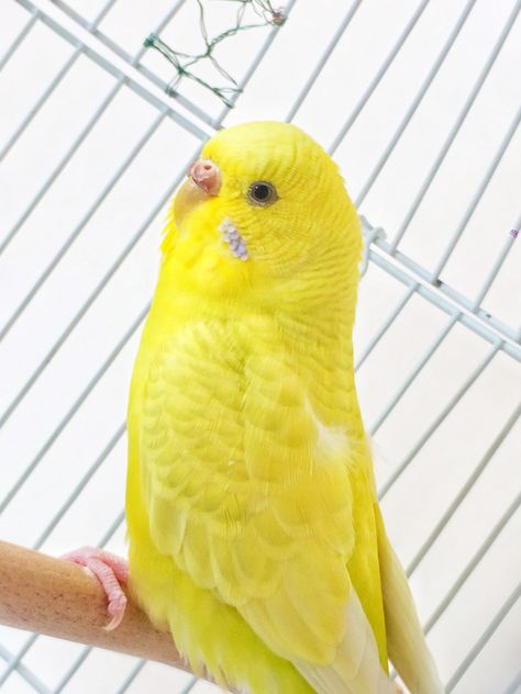 A beautiful yellow Budgie with feather outline. What is this colour known as? Yellow Budgie, Feather Outline, Zebra Finch, Pretty Birds, Cute Birds, Birdy, Girly Things, Parrot, Animal Lover