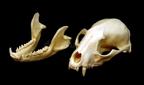 Raccoon Skeleton, Raccoon Teeth, Raccoon Skull, Teeth Images, Skull Reference, Animal Skeletons, Animal Teeth, Black Image, Drawing Reference