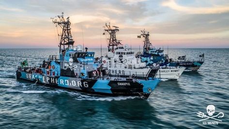 Vegan Non-Profit Sea Shepherd Shuts Down World’s Largest Fishing Vessel Following Illegal Overfishing . . . #vegan #seashepherd #overfishing #environment #fishing #animalwelfare #animalliberation #animalrights #vegannews #livekindly West Coast Australia, Fish Factory, Sea Shepherd, Ocean Pollution, Base Jumping, Fishing Vessel, Direct Action, Marine Conservation, Ocean Conservation