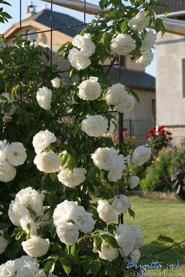 Iceberg Climbing Rose, White Climbing Roses, Rose Cuttings, Rose Garden Design, Limelight Hydrangea, Climbing Flowers, Climbing Rose, Rose Photo, Home Landscaping