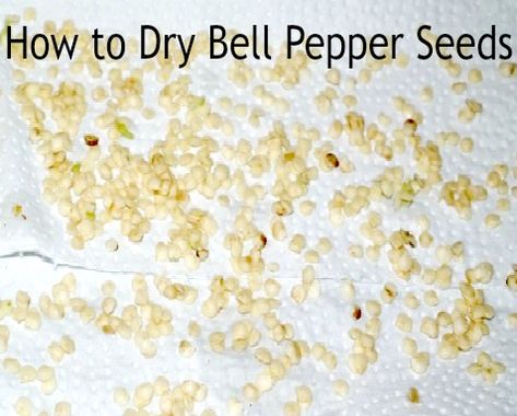 How To Start Bell Peppers From Seed, Saving Pepper Seeds For Next Year, Saving Bell Pepper Seeds, How To Save Pepper Seeds, Pepper Seeds Starting, How To Save Jalapeno Seeds, How To Save Bell Pepper Seeds, How To Save Pepper Seeds For Next Year, Saving Pepper Seeds