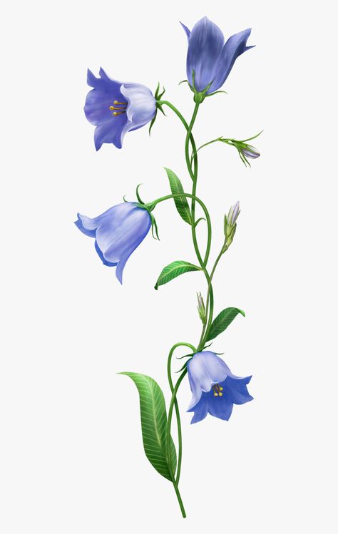 Bell Flower Illustration, Blue Bell Flowers Painting, Campanula Flowers Drawing, Paintings Of Blue Flowers, Blue Bell Flowers Drawing, Blue Bell Flowers Tattoo, Bluebell Flower Drawing, Bluebells Flower Drawing, Bell Flowers Drawing