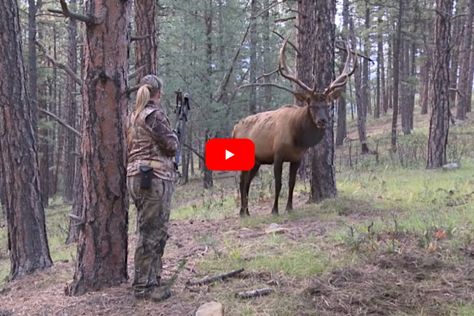 Big Bull Elk Closes Gap to Just 4 Yards From Female Bowhunter in Heart-Stopping Footage Yellowstone Wolves, Big Bull, Hunting Videos, Big Buck, Horse Food, Too Close For Comfort, Bull Elk, Big Game Hunting, Whitetail Bucks