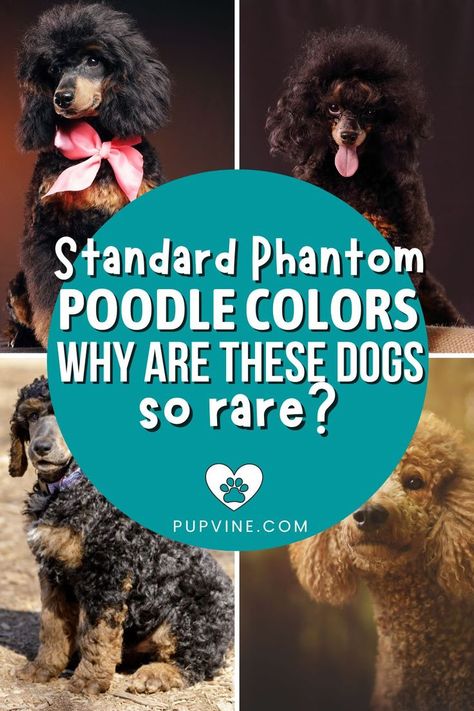 A standard phantom Poodle is undoubtedly one of the more unique Poodle patterns. What makes this color so rare, and how are they bred? Poodle Colors, Phantom Poodle, Parti Poodle, Poodle Puppy Standard, Dog Ages, Grey Dog, Miniature Poodle, Poodle Puppy, Standard Poodle