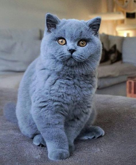 boy Billy - Ruíz British Blue Cat, British Cat, British Shorthair Kittens, Shorthair Cat, British Shorthair Cats, Grey Cat, British Shorthair, Cat Aesthetic, Cute Cats And Kittens