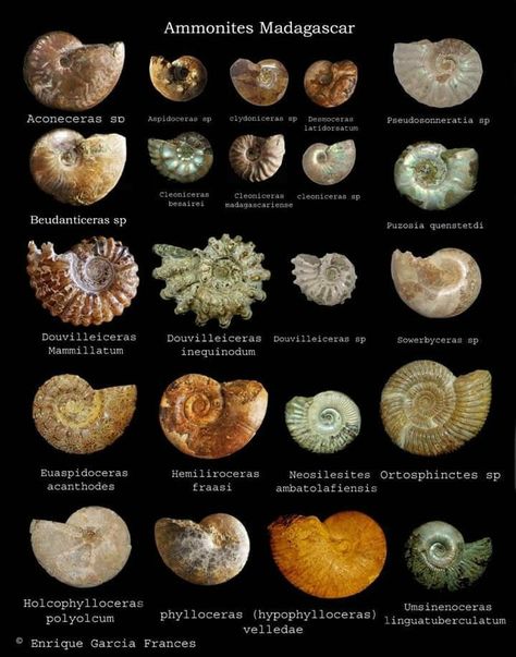 Ammonite Types Of Fossils, Facts About China, Dot Painting Tools, About China, Fossil Bones, Rocks And Fossils, Fibonacci Spiral, Ammonite Fossil, Crazy Things