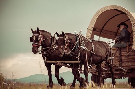 Horse Drawn Cart, Unpredictable Life, Painting Prompts, Horse And Wagon, Horse Transport, Horse Figures, Life Is Unpredictable, Horse Wagon, Horse Drawn Carriage