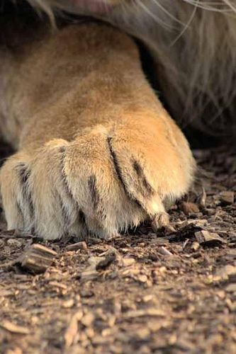 Male Lion Paw by Mrshutterbug.com, via Flickr Paw Drawing, Kitty Paws, Life Notes, Lions Pride, Cat Anatomy, Lion Paw, Male Lion, Being Honest, Paws And Claws