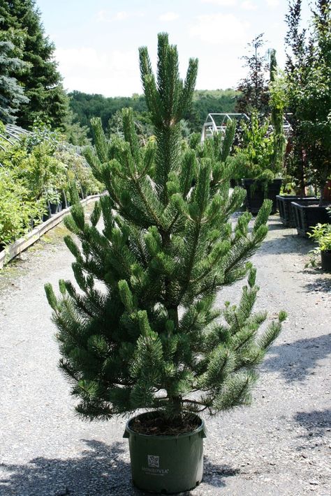 Living Christmas Tree, Austrian Pine, Live Christmas Trees, Cold Mountain, Memory Tree, Front Yards, Formal Garden, Tip Of The Day, Garden Center