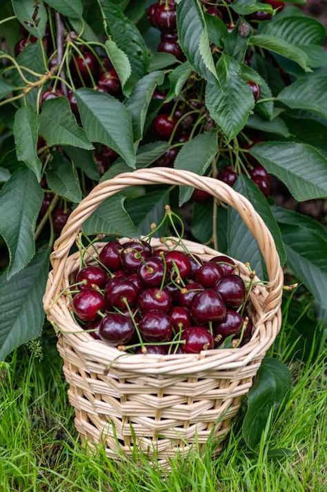 Cherry Fruit Tree, Gardening Tattoo, Tools Tattoo, Cherry Farm, Red Juice, Garden Aesthetics, Garden Nails, Sour Cherries, Garden Tattoo